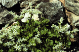 wild stonecrop